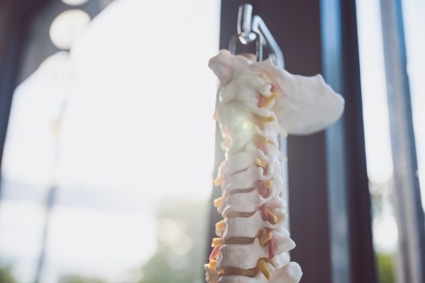 Physiotherapie Elbers&Homes - Wirbelsäule